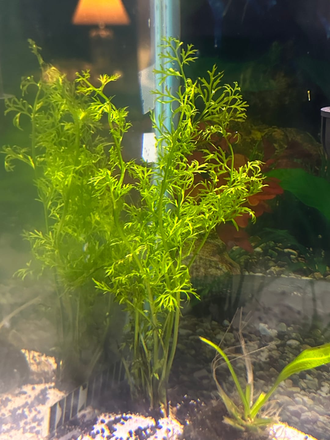 Customer photo review of Water Sprite Ceratopteris Thalictroides