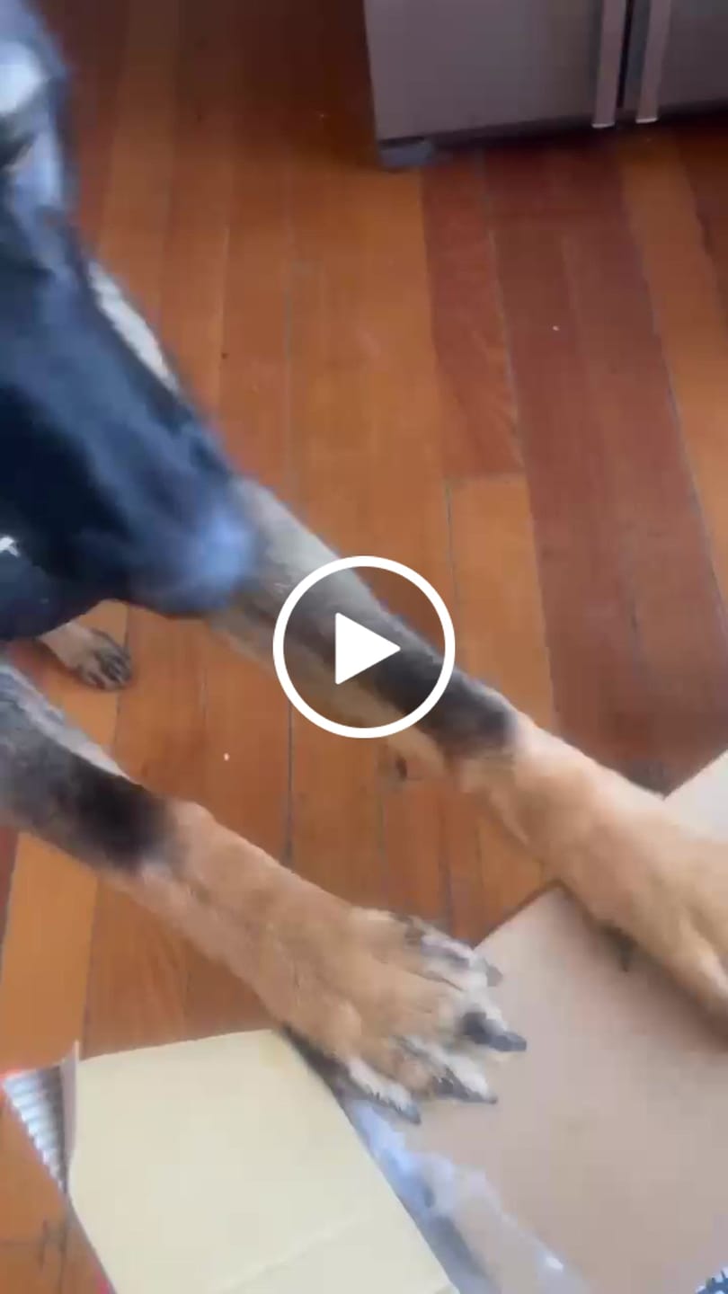 Customer video review of Turkey Necks | Raw Meaty Bones for Dogs