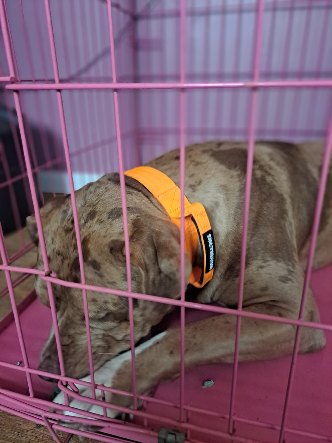Customer photo review of 4cm Combat® Collar | With Handle & Rated Clip - Orange v2.0