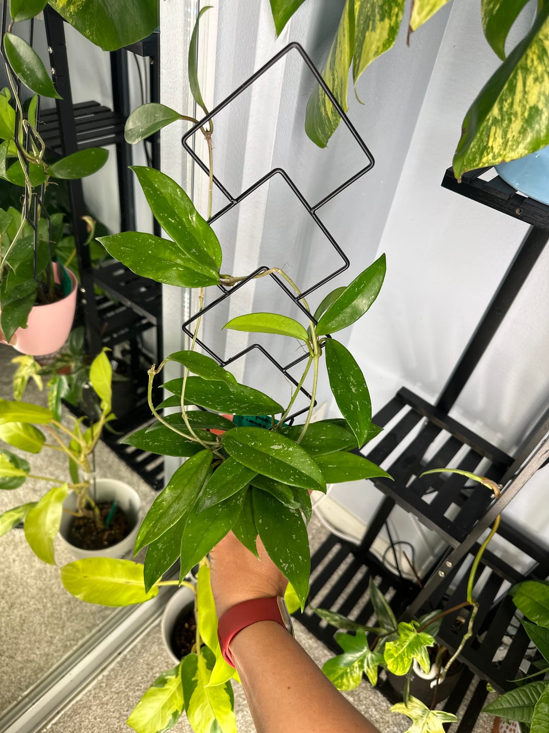 Customer photo review of Hoya pubicalyx x carnosa