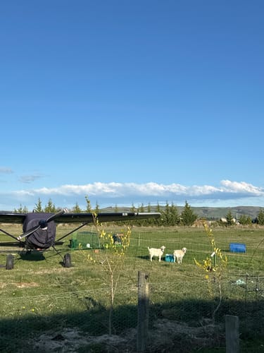 Customer photo review of Electric Fence Netting - 50m X 126cm