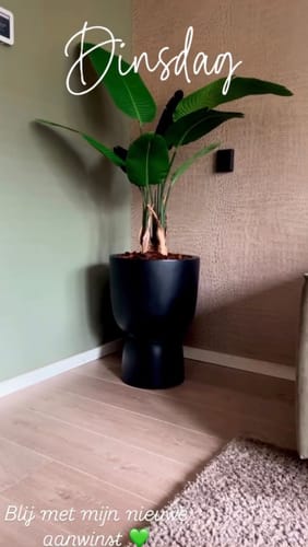 Customer photo review of Strelitzia Kunstplant 120cm