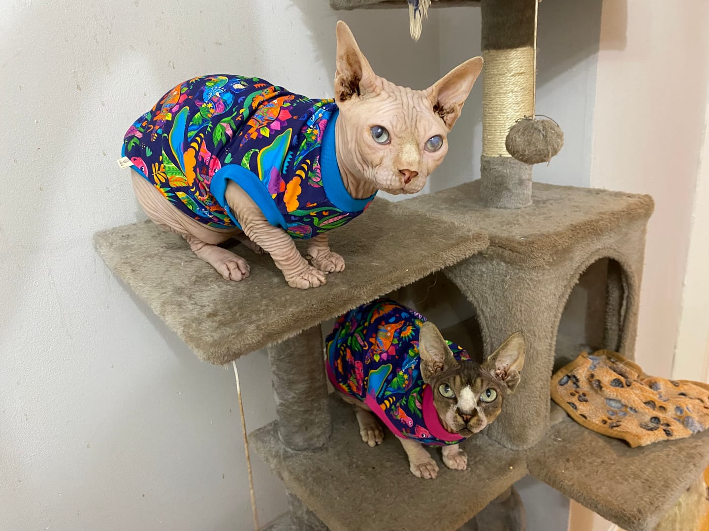 Customer photo review of Multicoloured Dinosaurs on Navy French Terry Fabric