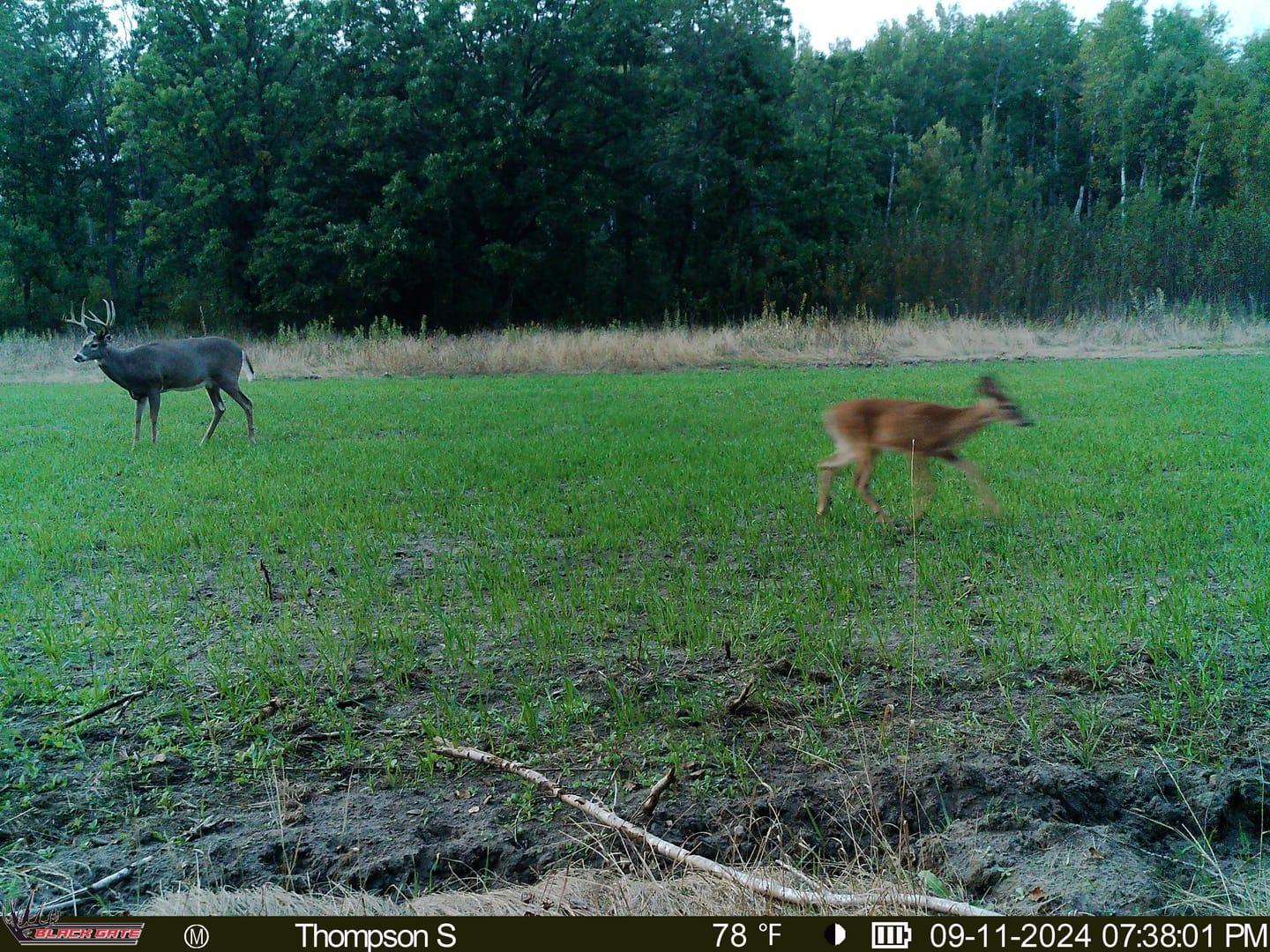 Customer photo review of Forage Oats