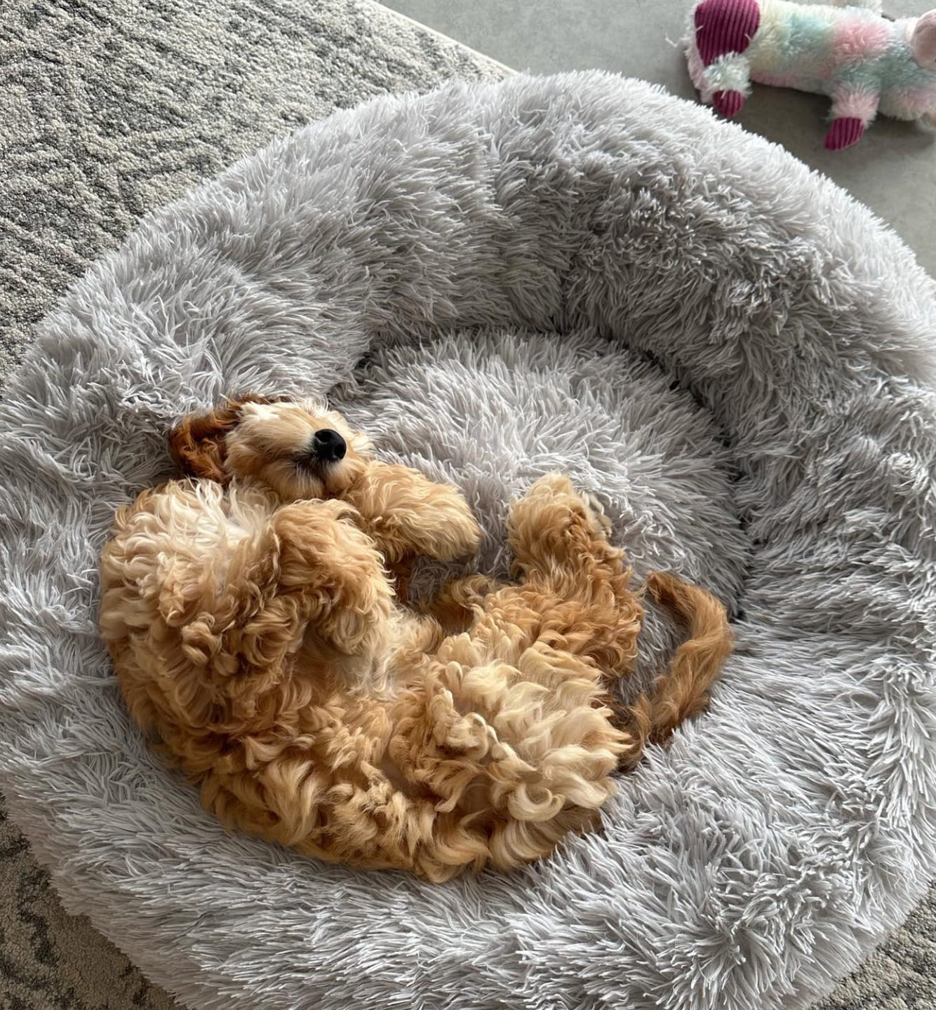 Customer photo review of Mellowpurr Huzurlu Paws Yatağı | Süper Yumuşak