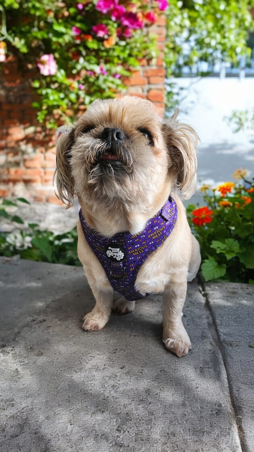 Customer photo review of Anxious mess harness