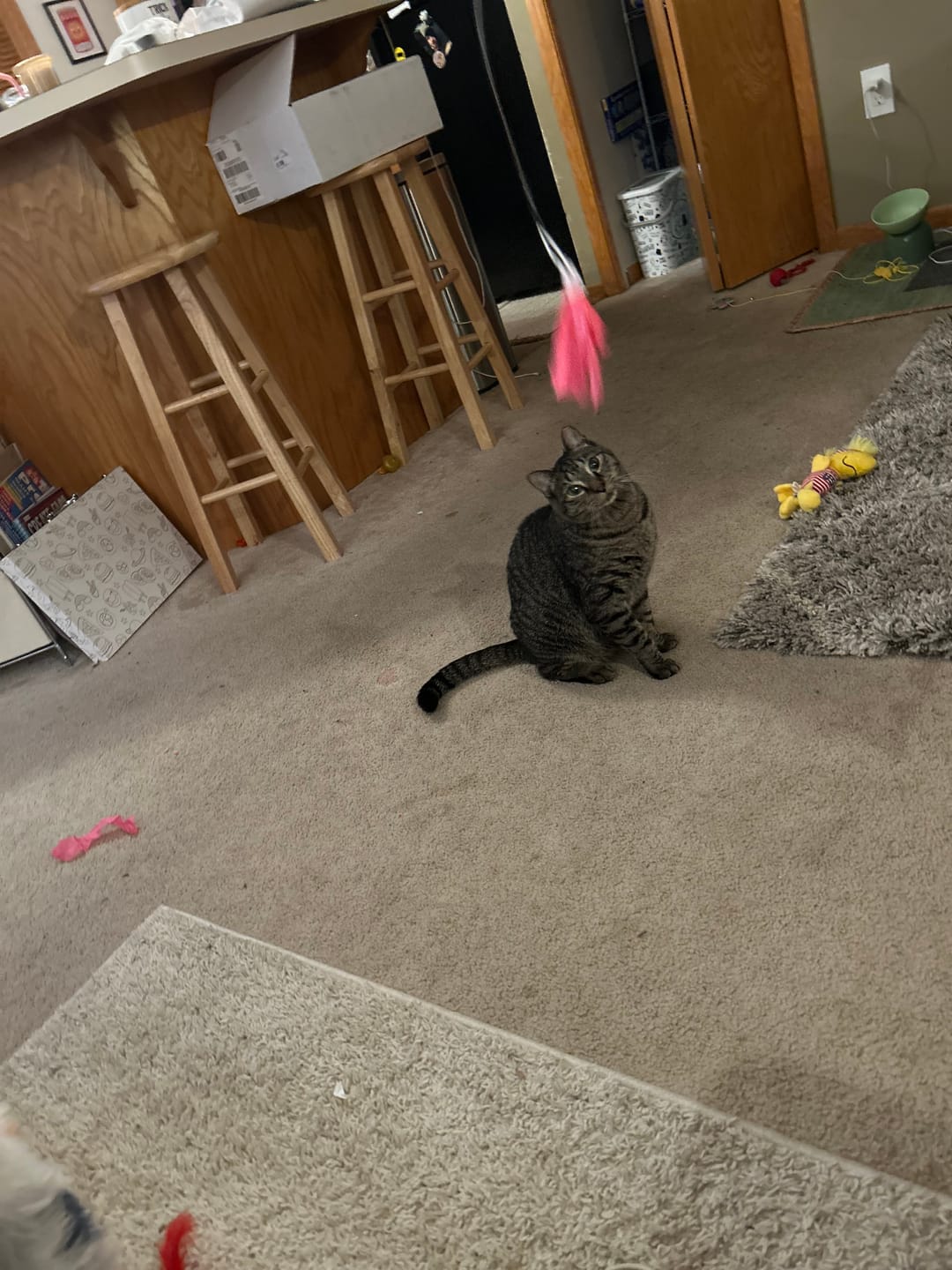 Customer photo review of Wiggly Wand Cat Toy - Choose Your Attachment