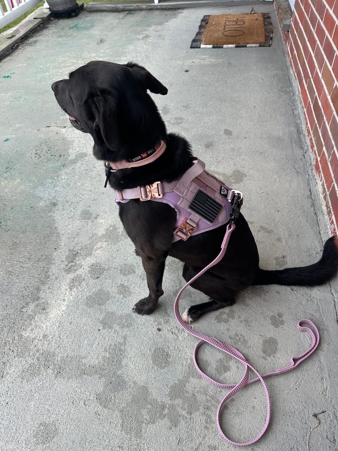 Customer photo review of HNTR 3.0 Dog Harness - Sofia
