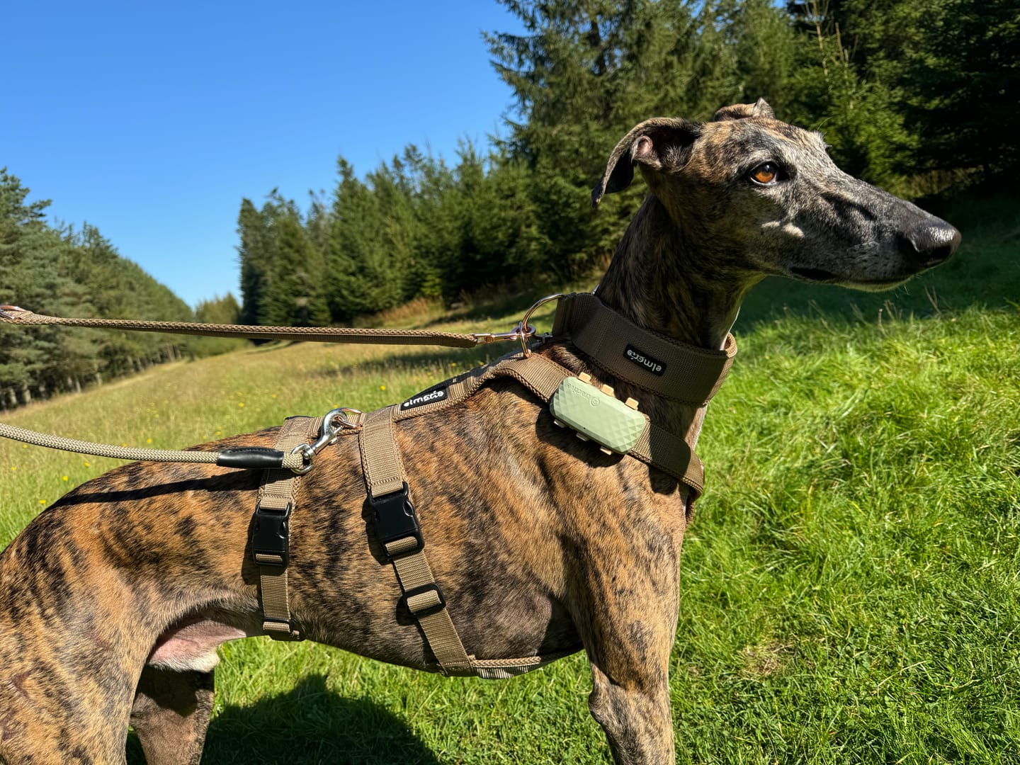 Customer photo review of Sicherheitsgeschirr FUN "Golden Sand"