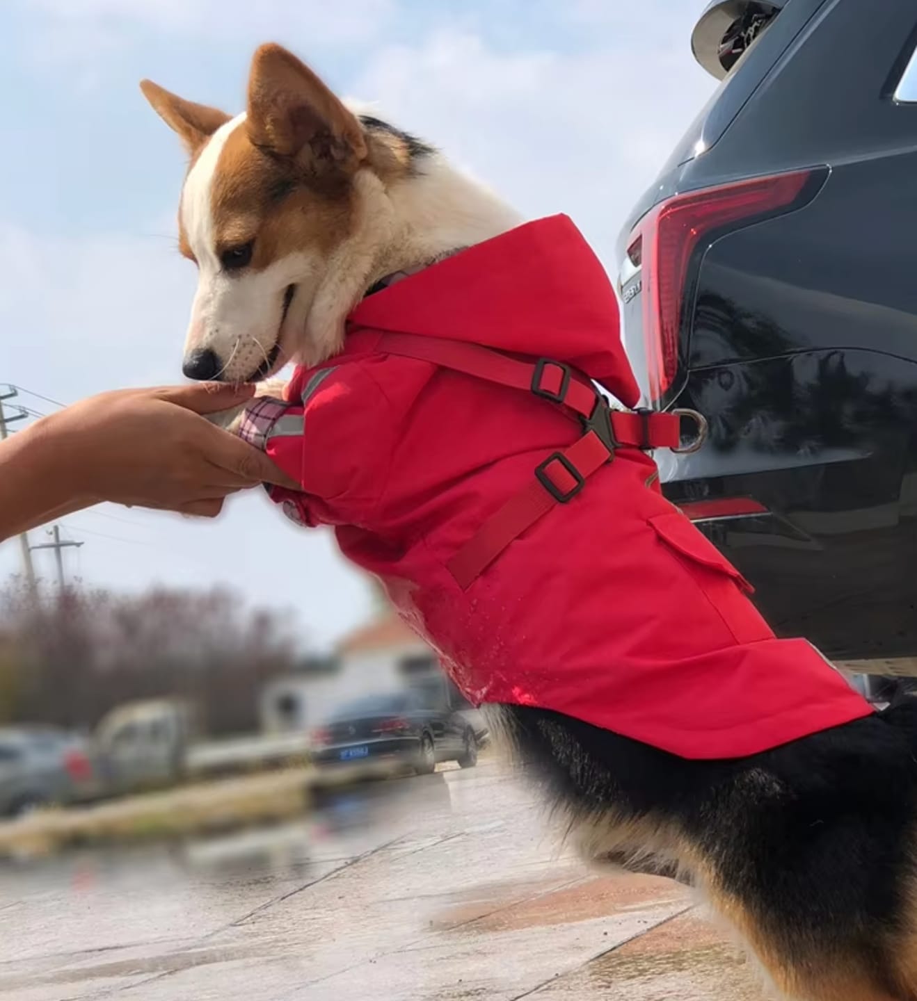 Customer photo review of DoggyKings™ 3 in 1 Rain Coat