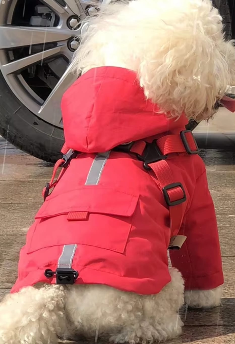 Customer photo review of DoggyKings™ 3 in 1 Rain Coat