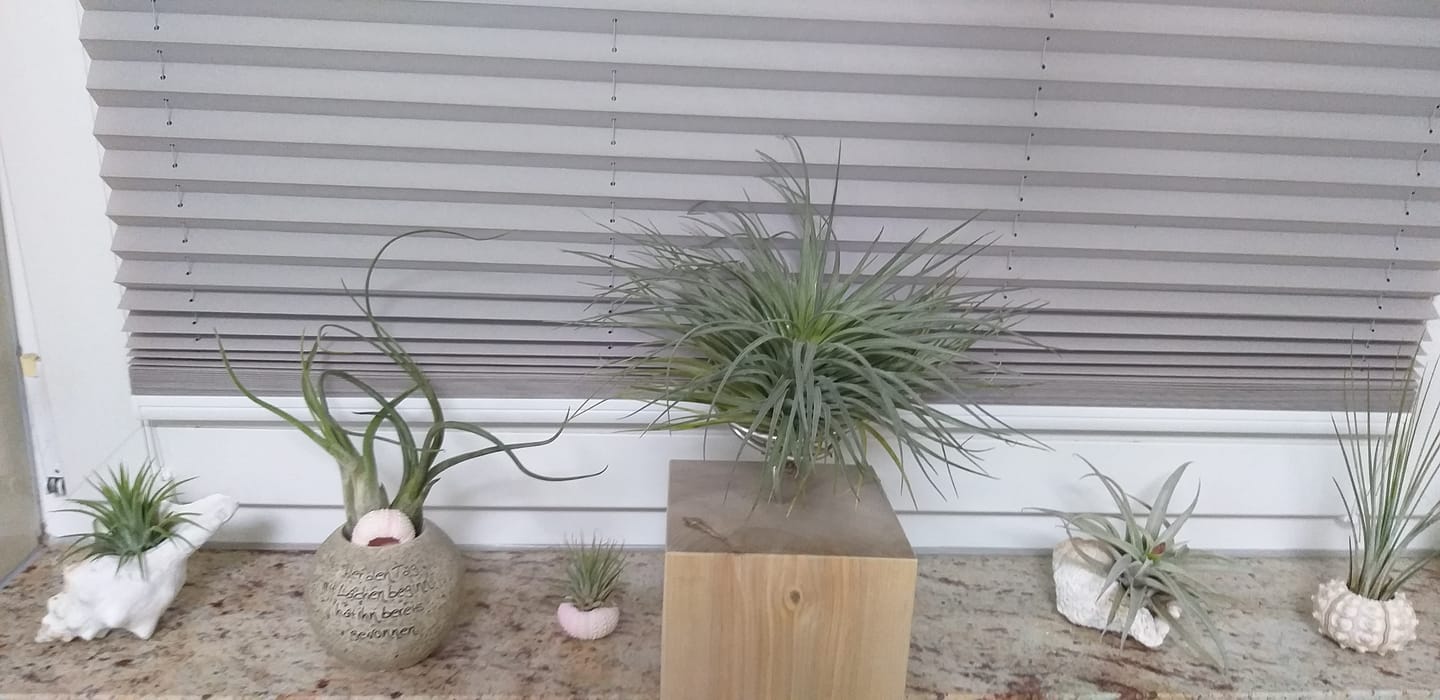 Customer photo review of Tilly Xylo - Gigant