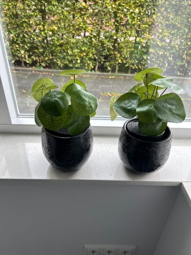 Customer photo review of Kunst Pannekoekenplant 22cm