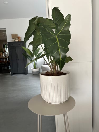 Customer photo review of Alocasia Kunstplant 60cm