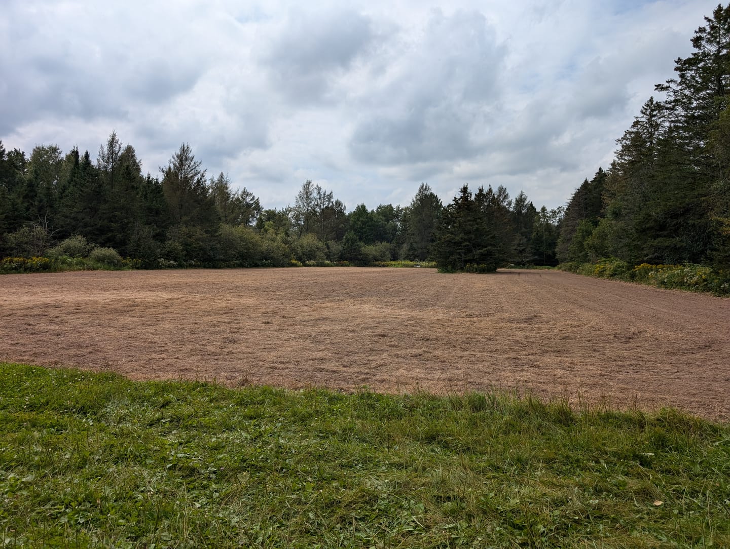 Customer photo review of Winter Wheat Food Plot Seed
