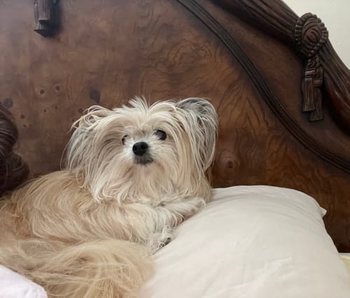 Customer photo review of Large Wild Salmon CBD Oil - 1,400 MG : 4 OZ : Healthy Hips & Joints Care Formula CBD for dogs and cats