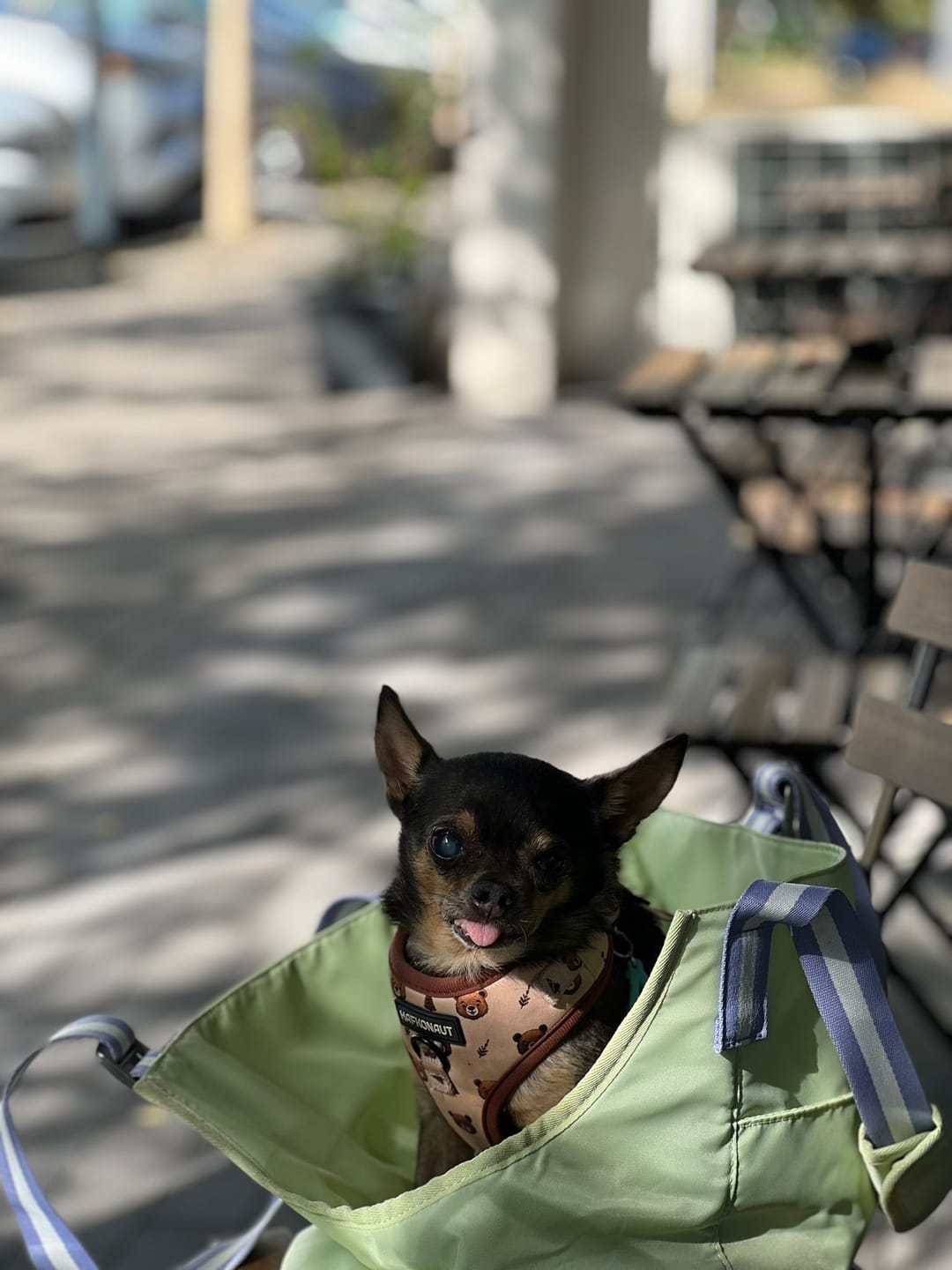 Customer photo review of florence by mills Pet Carrying Tote