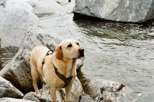 Customer photo review of Wurmtest Basic Hund