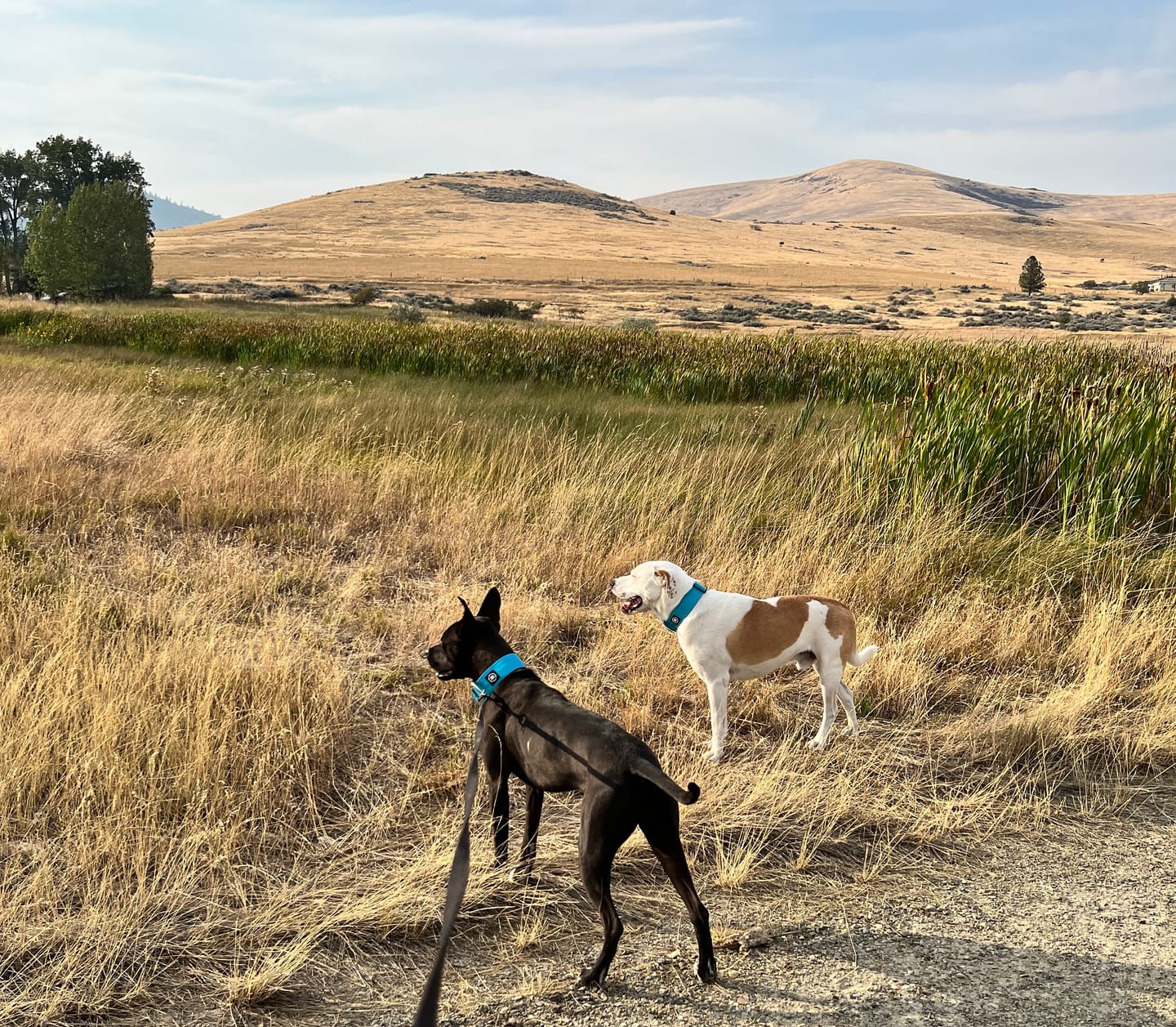 Customer photo review of 5cm Combat® Collar | Rated Clip - NO HANDLE - Light Blue v2.0