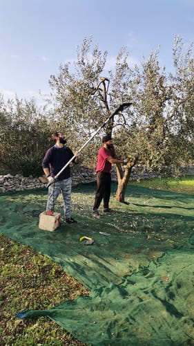 Customer photo review of AMC Abbacchiatore e scuotitore elettrico telescopico per olive a batteria 12V 400W fino a 1000 battiti al minuto scuotiolive dal peso ridotto ergonomico e maneggevole comprensivo di cavi con morsetto