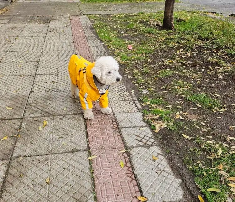 Customer photo review of DoggyKings™ 3 in 1 Rain Coat