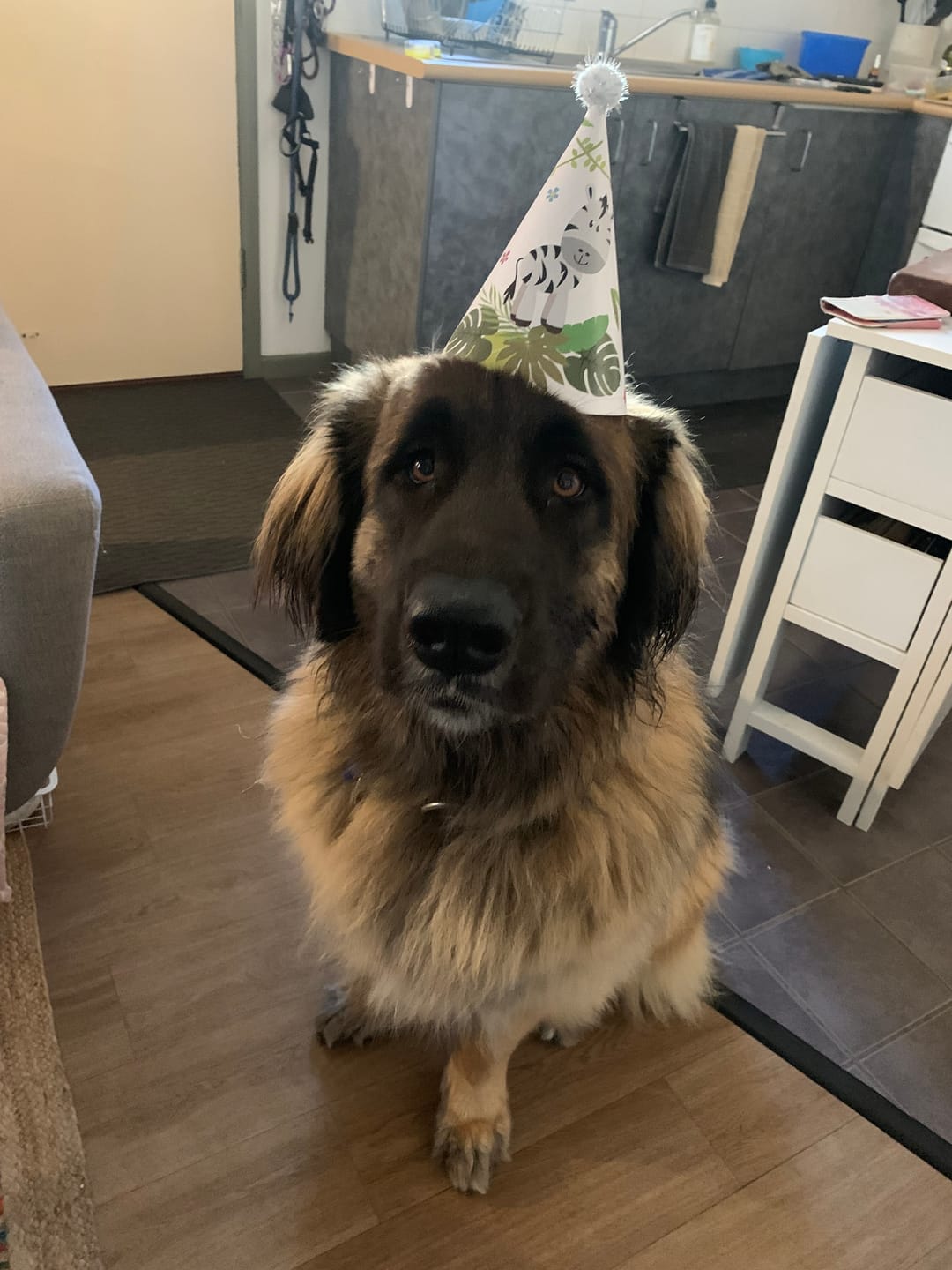 Customer photo review of Canine Joint Plus™️ 500g