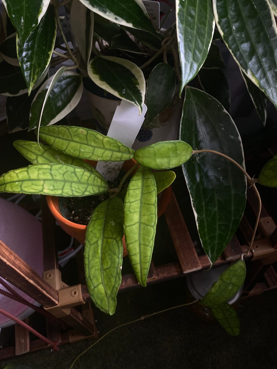 Customer photo review of Hoya UT-073