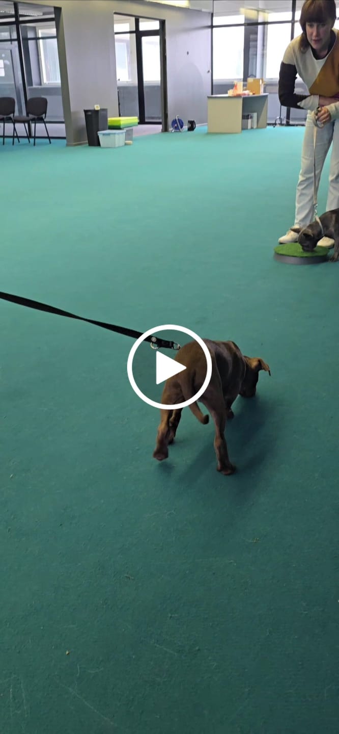 Customer video review of Double Ended Training Leash | All Breeds - Durable & Soft 2m Leash - Black