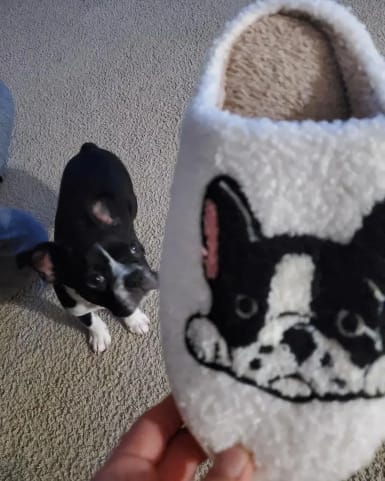 Customer photo review of Boston Terrier Slippers