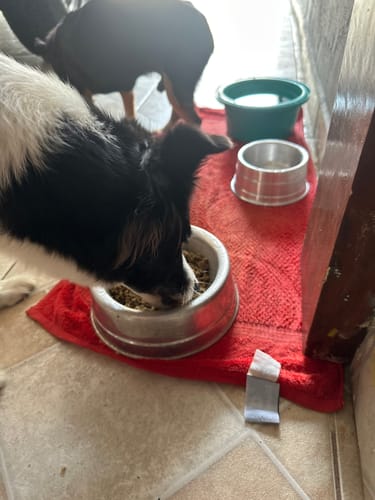 Customer photo review of Weasy Food