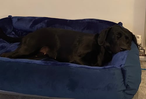 Customer photo review of Navy Cuddle Soft & Midnight Blue Velvet Luxury Nest