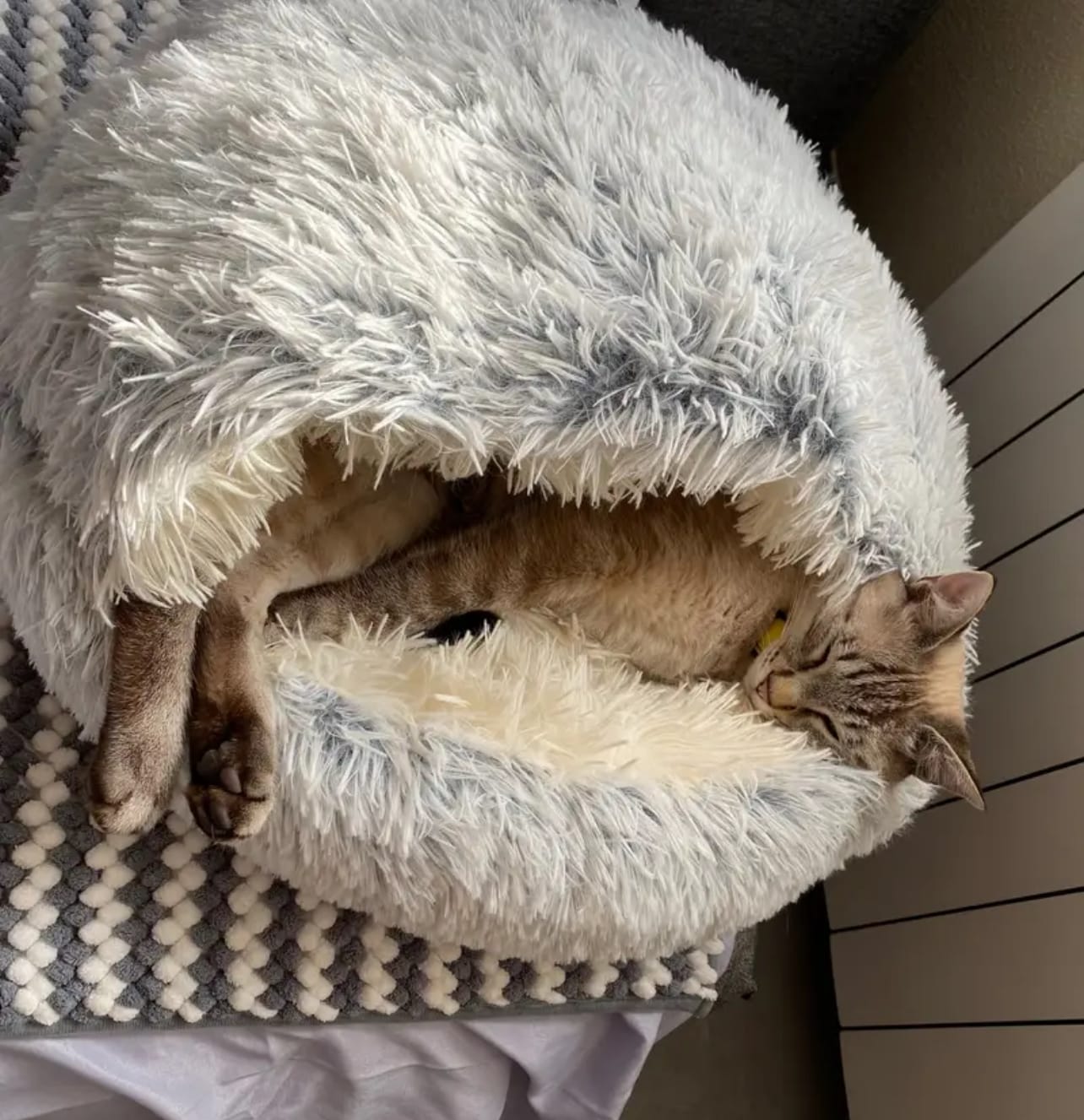 Customer photo review of CozyCave™ Suojaisa peti koirille ja kissoille