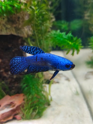 Customer photo review of Wild Alien Blue Male Betta Fish