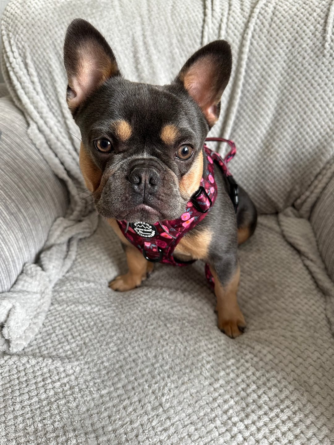 Customer photo review of Collar - Mable's Meadow