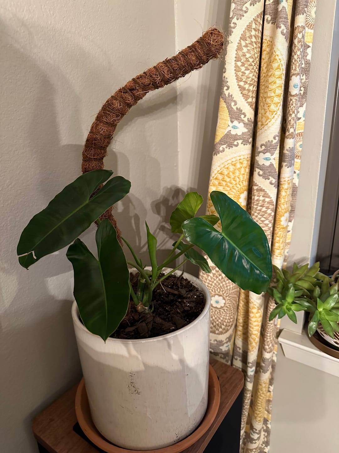 Customer photo review of Neem Oil Pre-Emulsified Signature Starter Kit