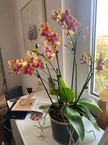 Customer photo review of Große Two of Us Duftorchidee Bolgheri mit rosa-orangenen Blüten und 5+ Stielen