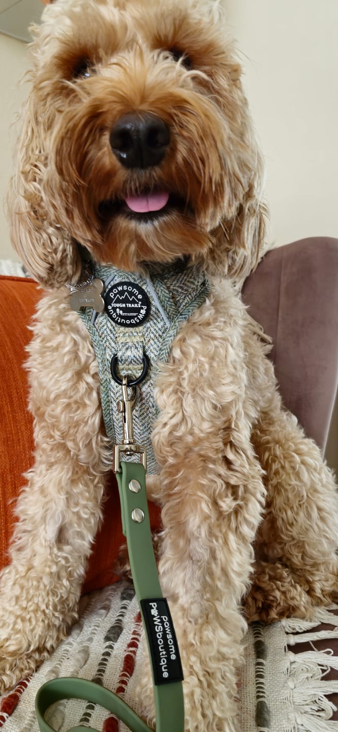 Customer photo review of Tough Trails™ Harness - Country Thyme