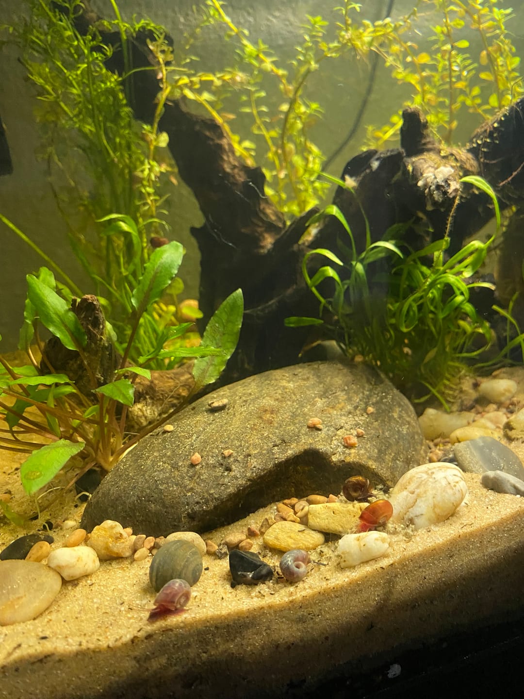 Customer photo review of RAMSHORN SNAILS (ASSORTED BLUE, PINK,GREY,GOLD)