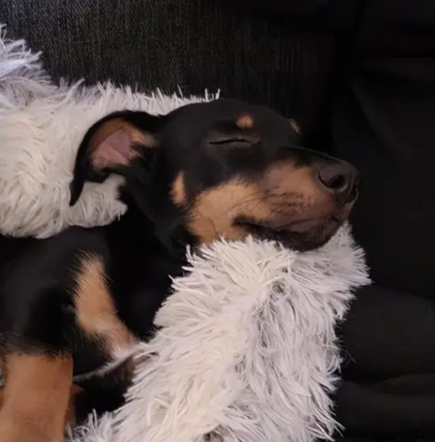 Customer photo review of CozyCave™ Suojaisa peti koirille ja kissoille