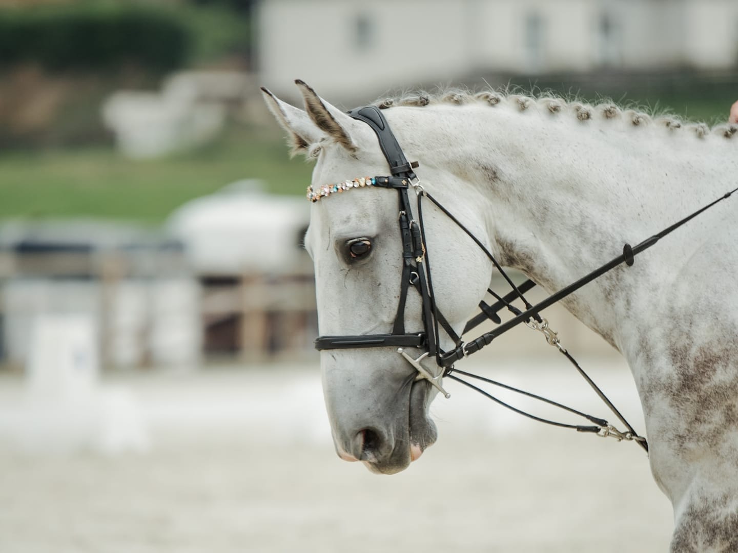 Customer photo review of Ania browband