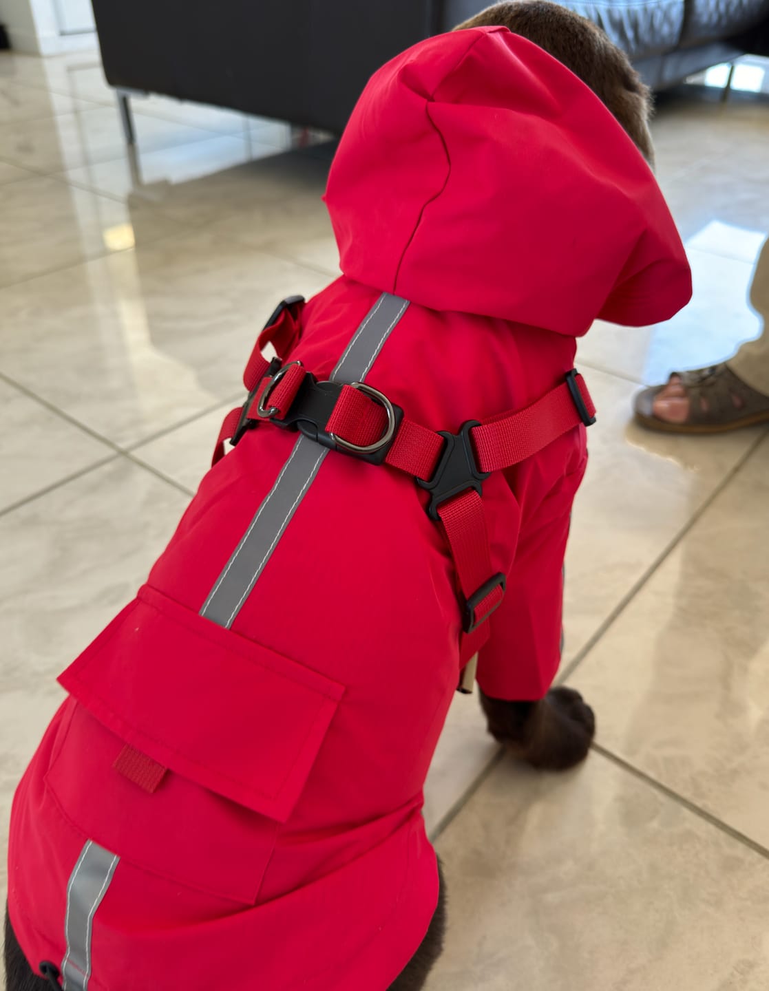 Customer photo review of DoggyKings™ 3 in 1 Rain Coat