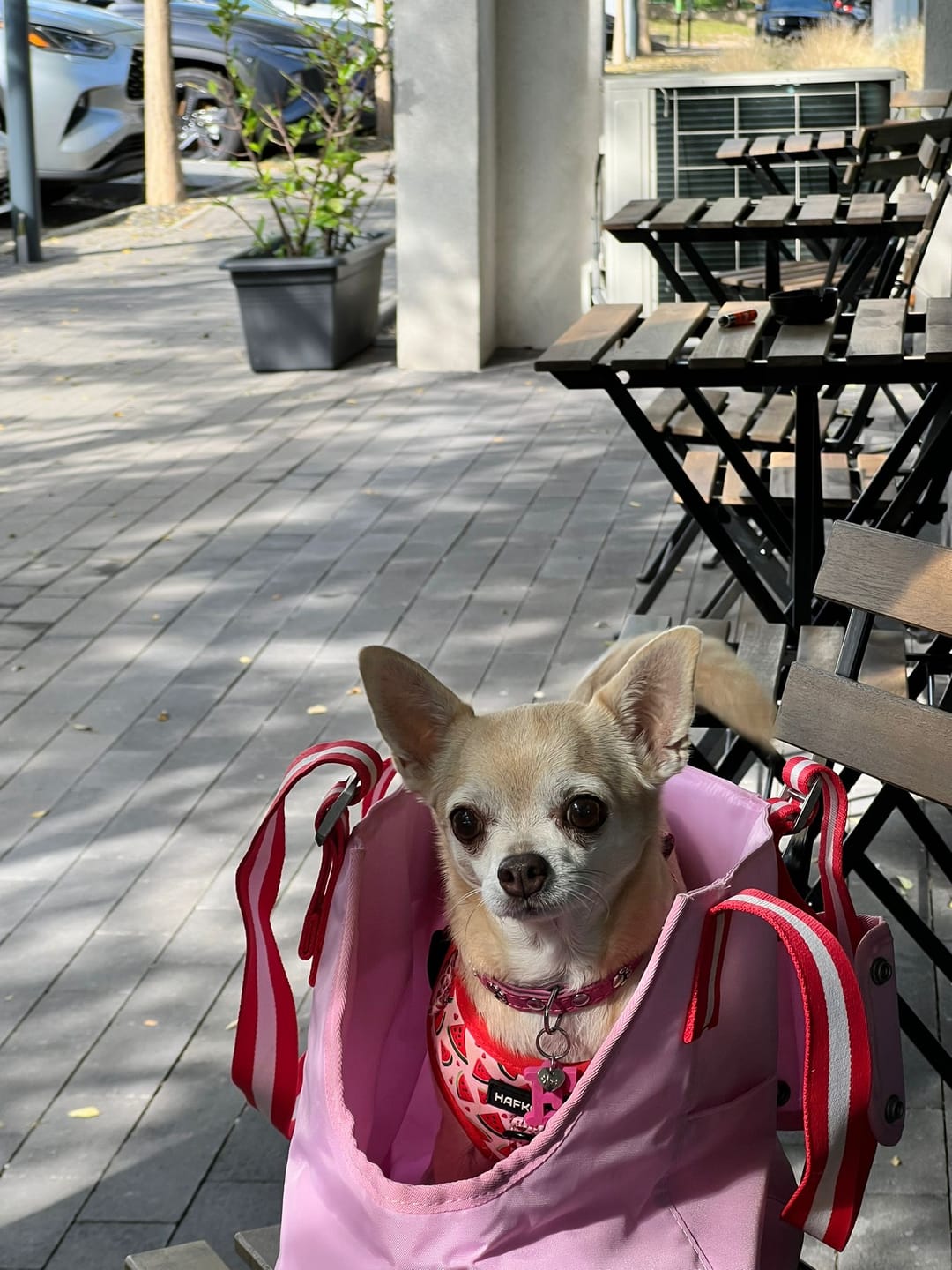 Customer photo review of florence by mills Pet Carrying Tote