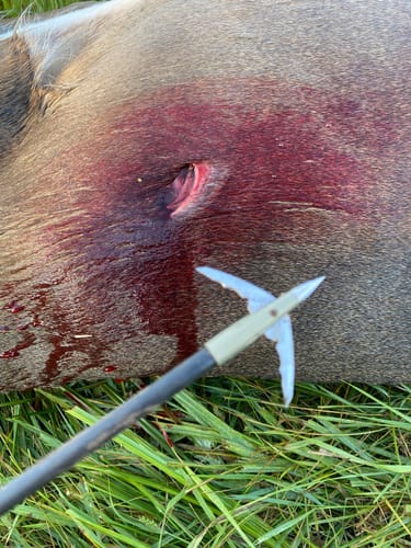 Customer photo review of Beast Broadheads (2-Pack + Practice Tip)