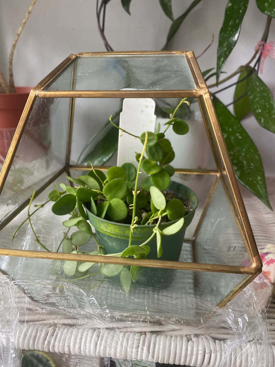 Customer photo review of Hoya serpens