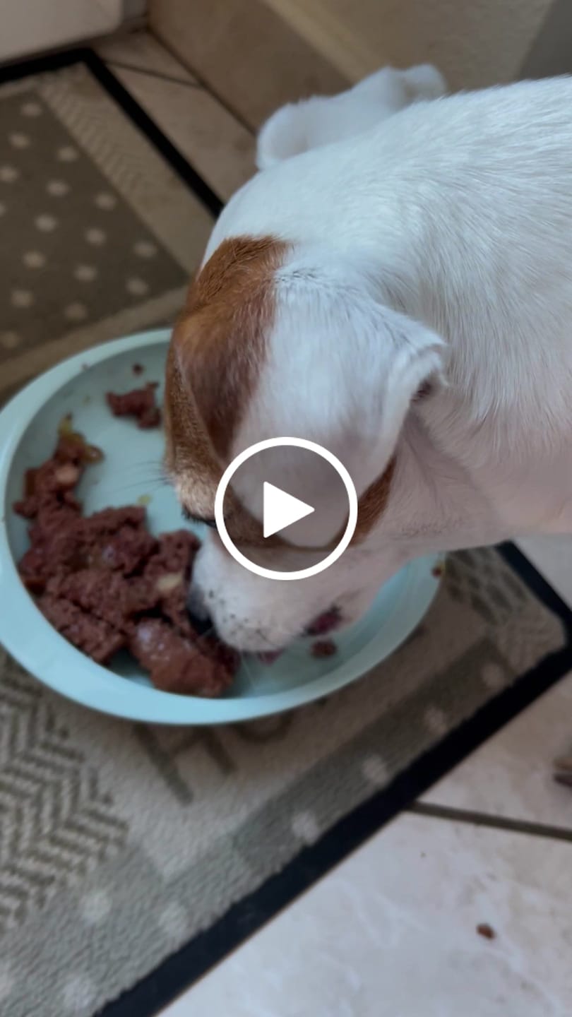Customer video review of Pâtées riches en volaille& aux petits pois (chien adulte)