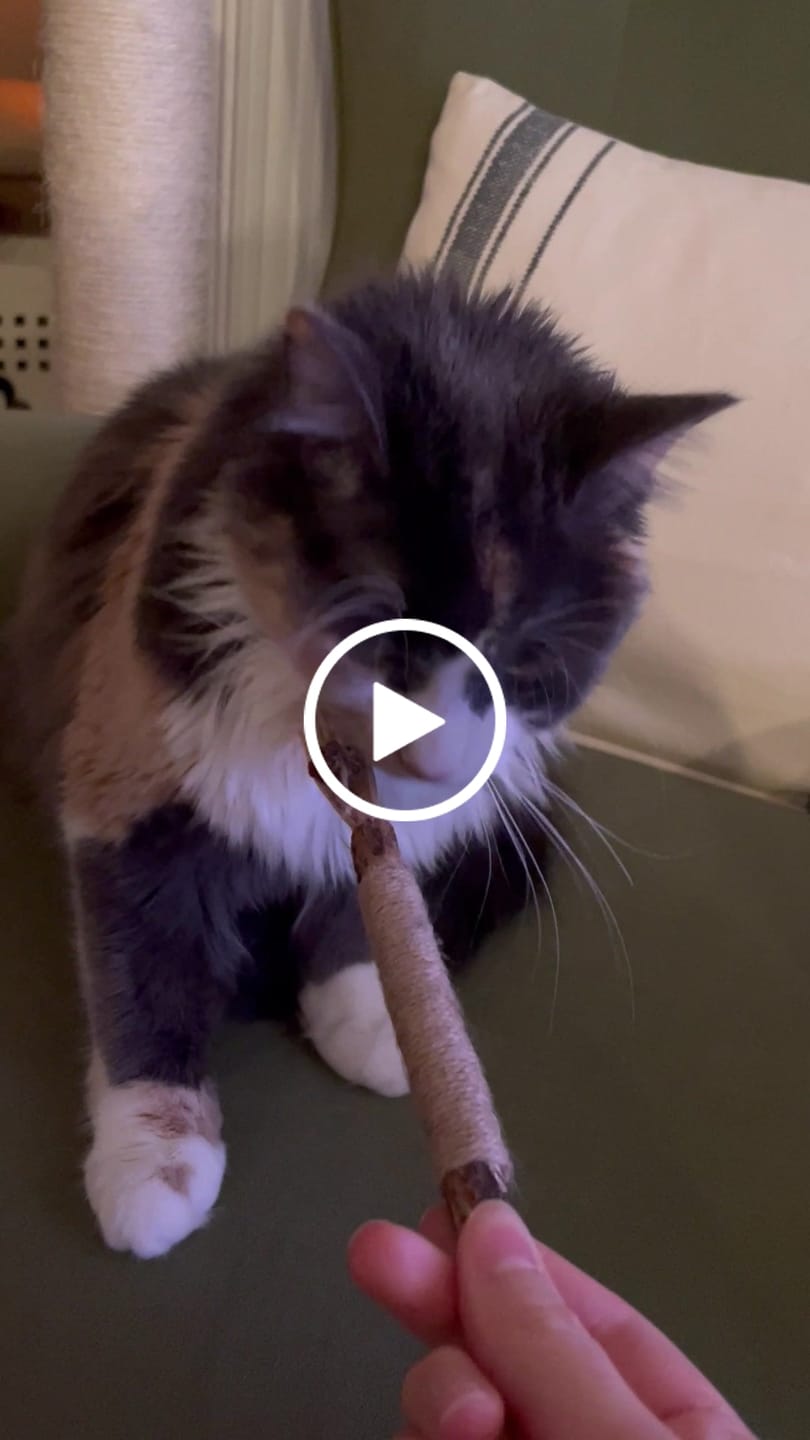 Customer video review of RYERCAT Silvervine Cat Dental Sticks (Canada)