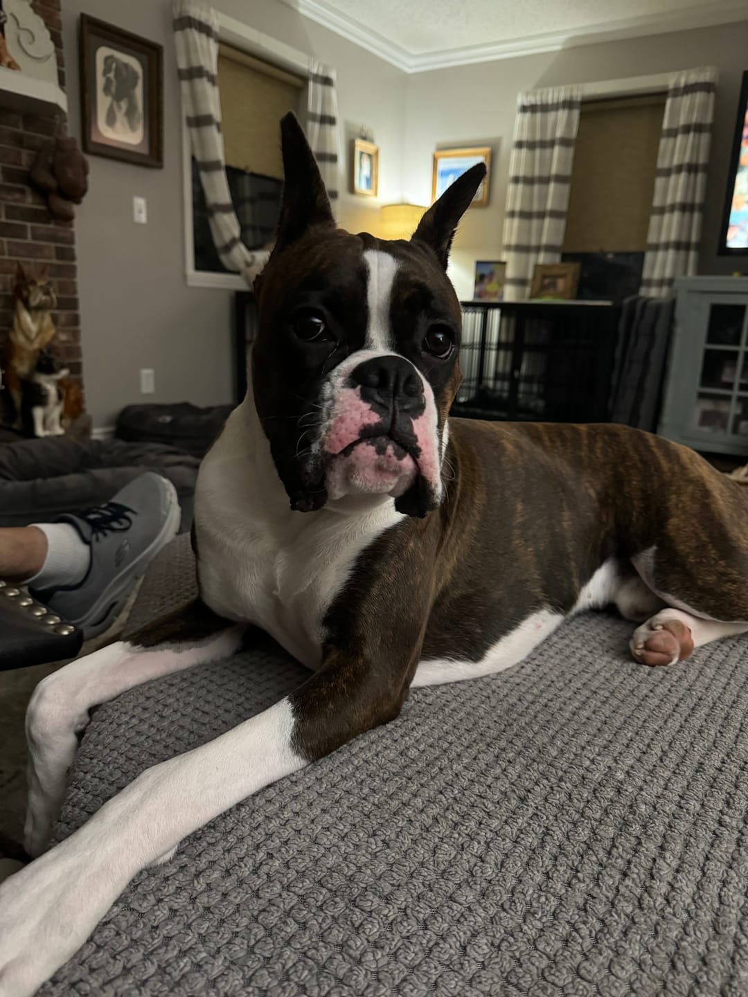 Customer photo review of Freezstick - Indestructible Enrichment Chew