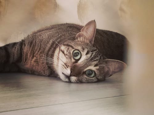 Avis photo d'un client sur Croquettes Chat Stérilisé Sans Céréales - Poulet