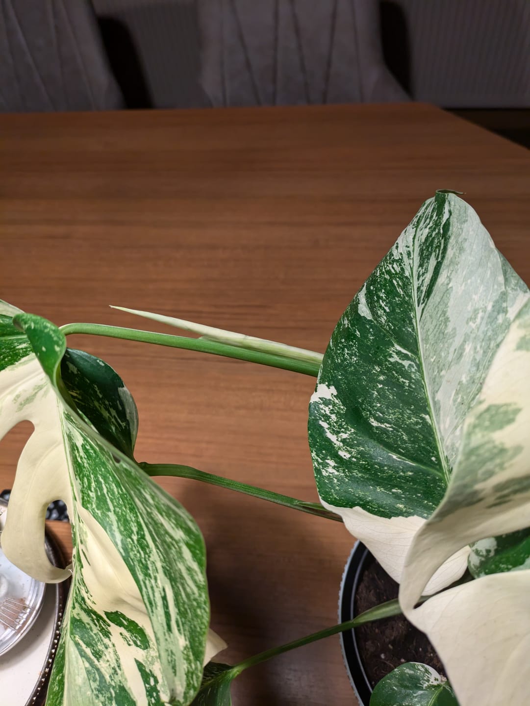Customer photo review of Monstera Deliciosa Variegata 12cm extrem