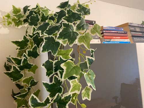 Customer photo review of Hedera Star Kunst Hangplant 110cm